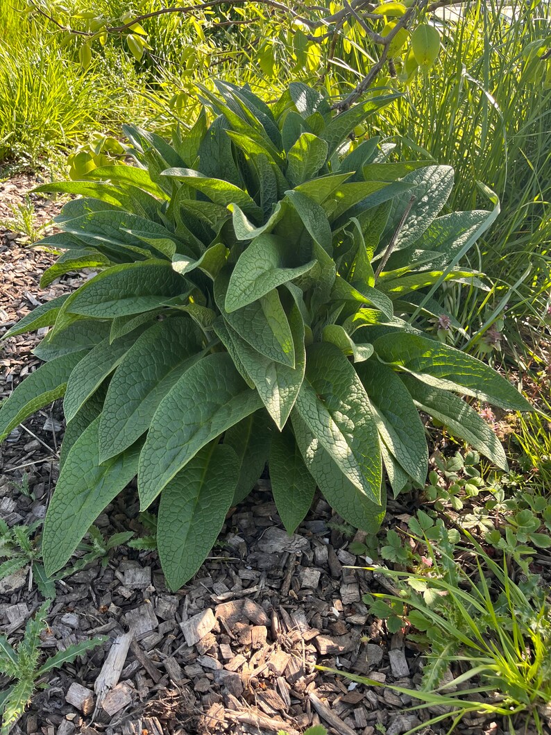 15 Organic Comfrey root cuttings image 1