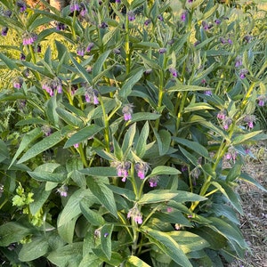 15 Organic Comfrey root cuttings image 3