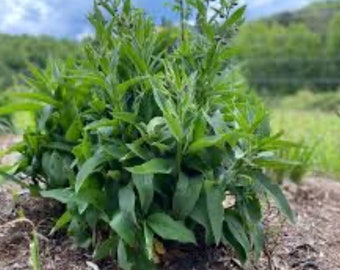 15 Comfrey root cuttings