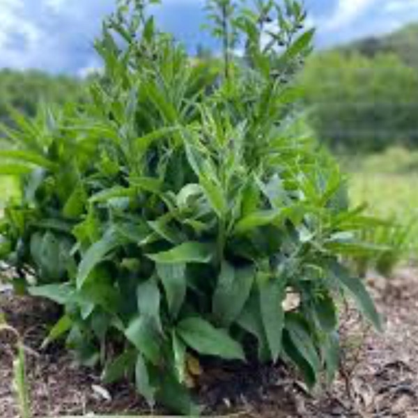 15 Comfrey root cuttings