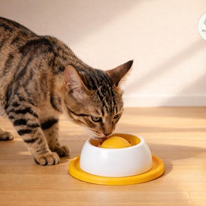 Könnte beinhalten: Eine getigerte Katze frisst aus einem weiß-gelben Futternapf. Die Schüssel hat einen gelben Boden und einen weißen oberen Teil. Die Katze hat braune und schwarze Streifen. Das Bild enthält den Text "Forever Paws".