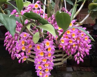 Orchid Dendrobium amabile  1 plant , bloom size