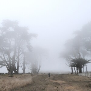May include: A person walks along a path through a foggy forest. The trees are tall and the fog is thick, creating a mysterious and atmospheric scene.