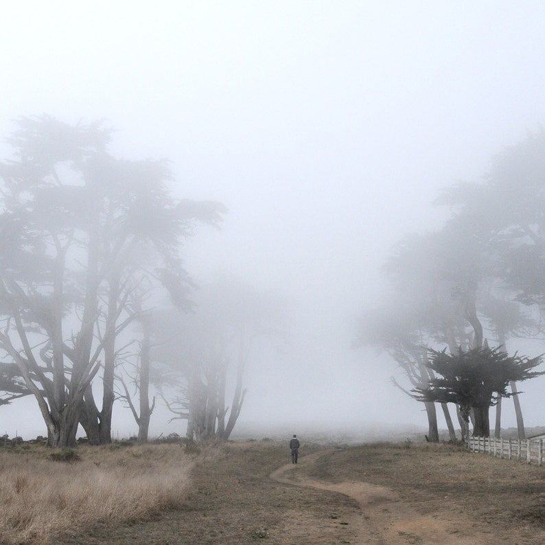 May include: A person walks along a path through a foggy forest. The trees are tall and the fog is thick, creating a mysterious and atmospheric scene.