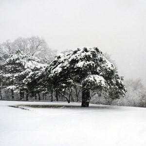 May include: A snowy landscape with a large evergreen tree in the foreground and a group of trees in the background. The trees are covered in snow and the ground is covered in a thick layer of snow.