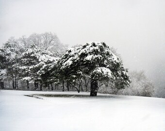 Swept. Minnesota Winter landscape photography. Nature. Snow covered tree. Blizzard. Archival print