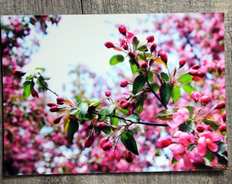 Crabapple Tree Blossoms on metallic photo paper