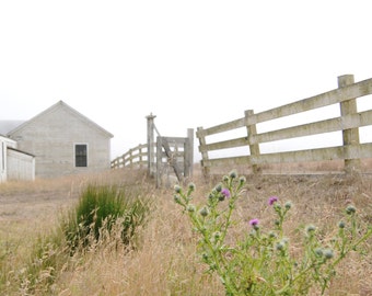 Thistle Patch. Landscape photography. California coast. Nature. Fog, hazy skies. Barn, old dairy farm. fence.