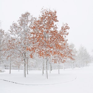 Lingering Seasons. Minnesota Winter landscape photography. Minnehaha Falls Blizzard. Nature. Snow. Blizzard.  Archival print