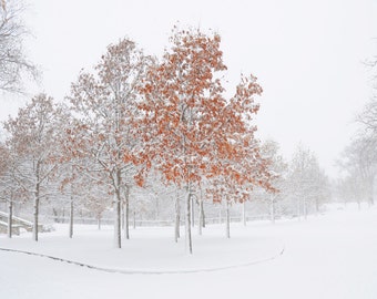 Lingering Seasons. Minnesota Winter landscape photography. Minnehaha Falls Blizzard. Nature. Snow. Blizzard.  Archival print