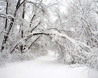 The Path Less Traveled. Minnesota winter landscape photography. Monochromatic. Black and white. Snow covered tree. Aarchival Print