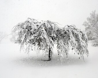 Lone Tree at Como. Minnesota Winter landscape photography. Nature. Snow covered tree. Monochromatic. Blizzard. Archival print