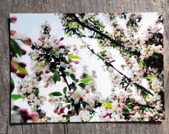 Crabapple Tree Blossoms on metallic photo paper.  8x10 print