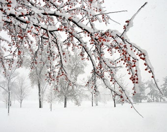 Winter Eden. Minnesota Winter landscape photography. Nature. Snow covered crabapple tree. Blizzard. Archival Print