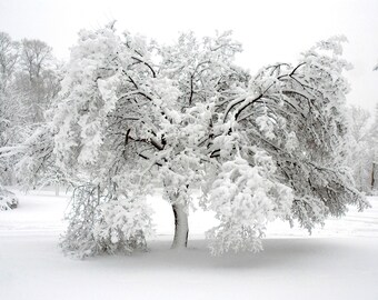 To Watch His Woods. Minnesota winter landscape photography. Monochrome. Black and white. Snow covered tree. archival print