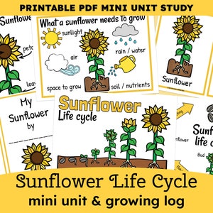 Sunflower plant life cycle unit and sunflower growing log for homeschool nature study or plant life cycle science activity printable pdf