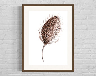 Originele handgetekende pen en inkt botanische print van een bruine distel.