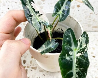 Variegated Alocasia Bambino plant With Free Phyto Certificate