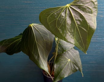 Anthurium Delta Force