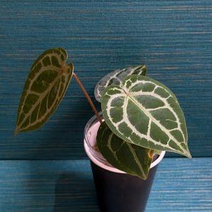 以下が含まれることがあります： 濃い緑色のハート型の葉を持つ小さなアンスリウムの植物。葉には目立つ明るい色の葉脈模様が入っています。植物は、上部に細い明るい色の縁取りがある、シンプルな黒い円筒形のプラスチック容器に植えられています。