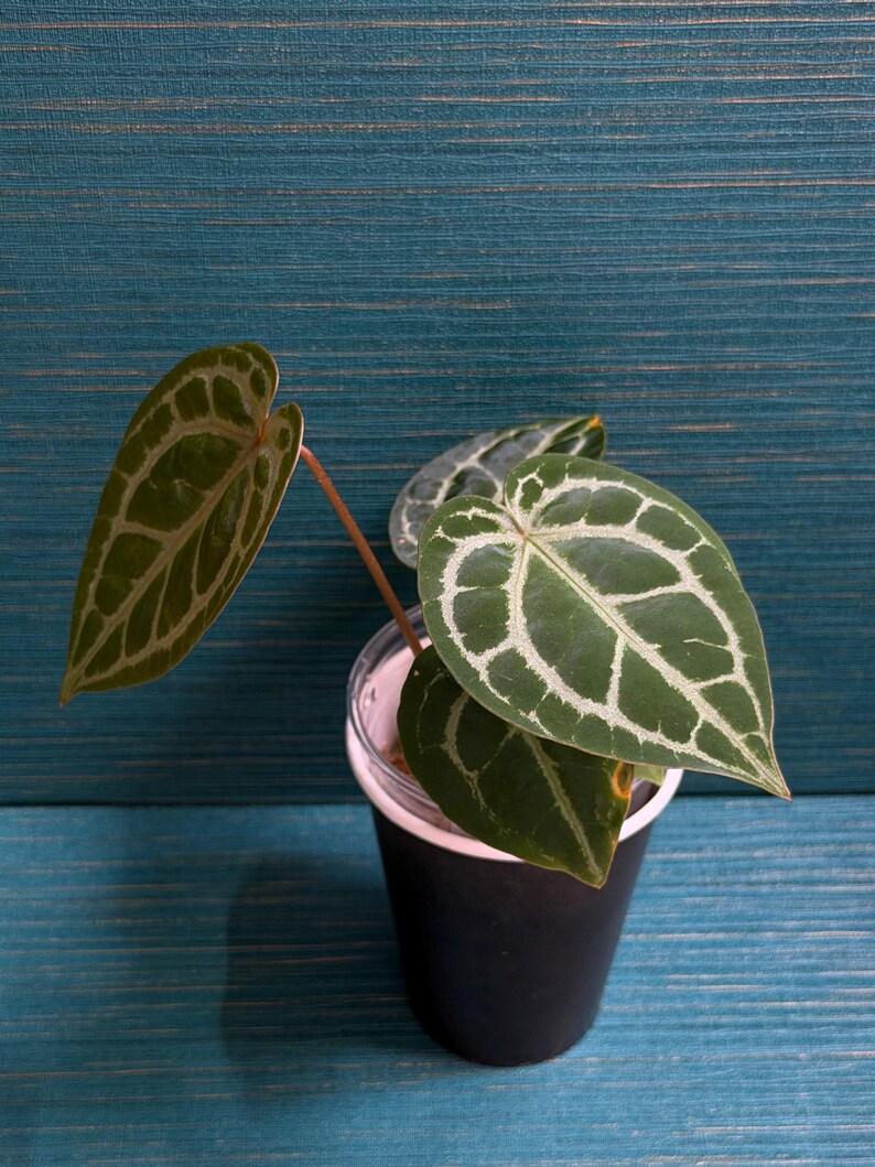 以下が含まれることがあります： 濃い緑色のハート型の葉を持つ小さなアンスリウムの植物。葉には目立つ明るい色の葉脈模様が入っています。植物は、上部に細い明るい色の縁取りがある、シンプルな黒い円筒形のプラスチック容器に植えられています。