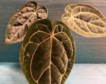 Clon de Anthurium ‘Bowser’
