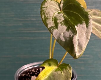 Anthurium HU King of Spades X (black Widow X Michelle) - Etsy