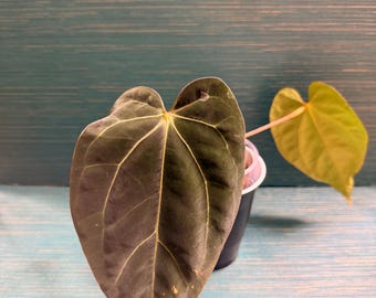 Anthurium BVEP x Carla