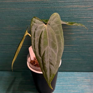 Anthurium Dark Phoenix - Etsy