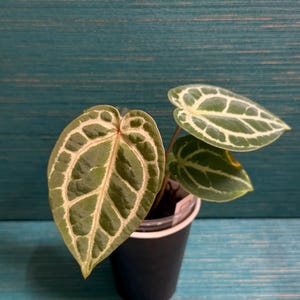 以下が含まれることがあります： 深い緑色で、太く目立つ白い葉脈が入ったハート型の葉を持つ小さな鉢植えの植物。植物はシンプルな黒いプラスチック製の容器に入っており、葉全体に明るい色の葉脈がはっきりと浮かび上がっている様子が見て取れます。