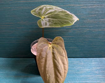 Anthurium BVEP x PapBVEP