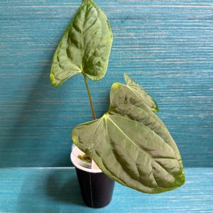 Anthurium Dark Phoenix - Etsy