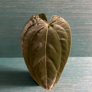 Anthurium RLFS x Carla