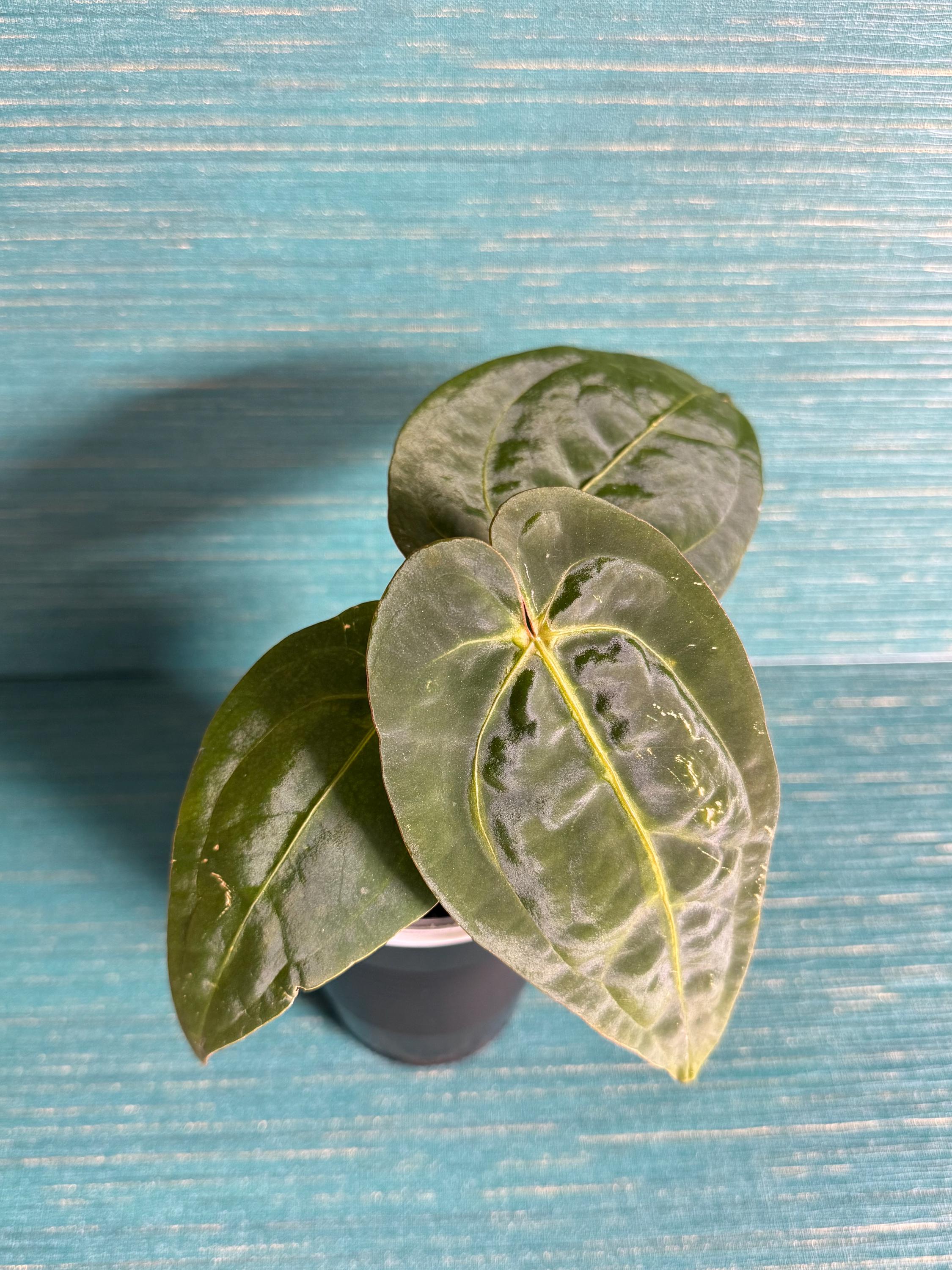 Anthurium Red Crystal X BVEP - Etsy