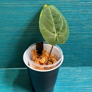 Puede incluir: Una peque&ntilde;a planta en maceta con una gran hoja verde en forma de coraz&oacute;n. La planta est&aacute; en una taza de pl&aacute;stico negro con una tapa transparente, llena de material de maceta marr&oacute;n. El fondo es una superficie de color verde azulado.