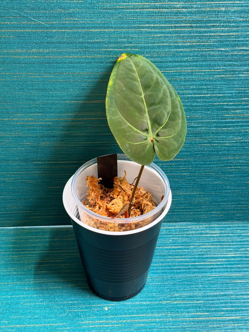 Puede incluir: Una peque&ntilde;a planta en maceta con una gran hoja verde en forma de coraz&oacute;n. La planta est&aacute; en una taza de pl&aacute;stico negro con una tapa transparente, llena de material de maceta marr&oacute;n. El fondo es una superficie de color verde azulado.