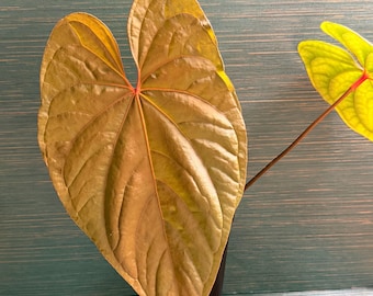 Clon OG de Anthurium Circus Peanuts