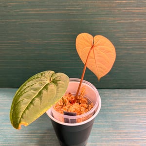 Puede incluir: Una planta peque&ntilde;a en una maceta de pl&aacute;stico transparente con exterior verde oscuro. La planta tiene dos hojas en forma de coraz&oacute;n, una verde y otra naranja claro. La maceta contiene un medio de cultivo marr&oacute;n, y el fondo es de color turquesa.