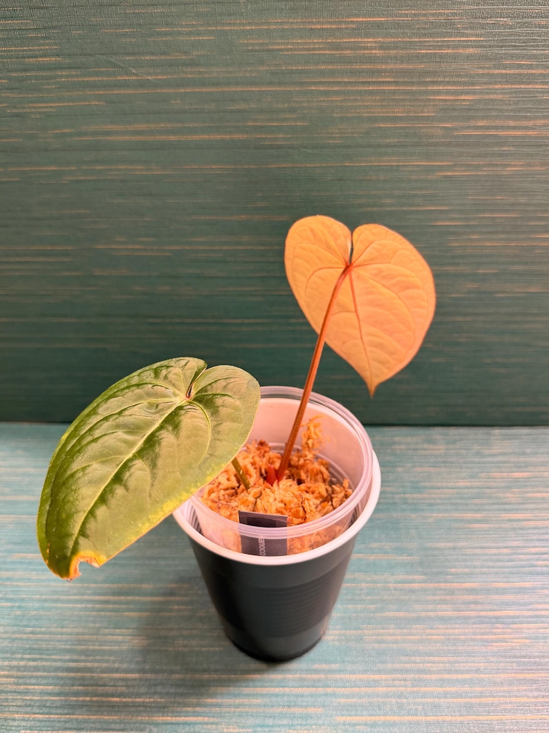 Puede incluir: Una planta peque&ntilde;a en una maceta de pl&aacute;stico transparente con exterior verde oscuro. La planta tiene dos hojas en forma de coraz&oacute;n, una verde y otra naranja claro. La maceta contiene un medio de cultivo marr&oacute;n, y el fondo es de color turquesa.