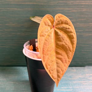 Puede incluir: Una planta en maceta con una gran hoja en forma de coraz&oacute;n, en tonos dorados y anaranjados. La hoja tiene venas prominentes y una superficie texturizada. La maceta negra se encuentra sobre un fondo turquesa.