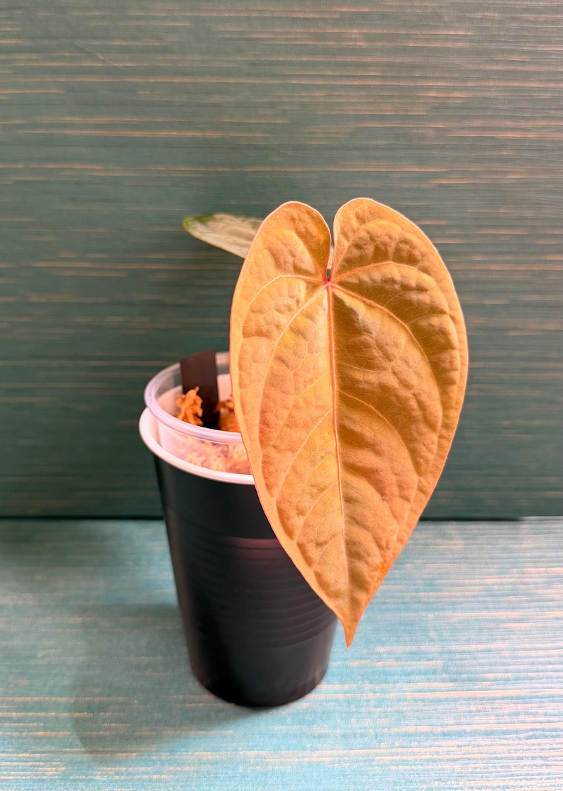 Puede incluir: Una planta en maceta con una gran hoja en forma de coraz&oacute;n, en tonos dorados y anaranjados. La hoja tiene venas prominentes y una superficie texturizada. La maceta negra se encuentra sobre un fondo turquesa.
