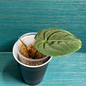 Puede incluir: Una peque&ntilde;a planta en maceta con una hoja grande de color verde oscuro con venas prominentes. La planta est&aacute; en un vaso de pl&aacute;stico transparente dentro de un vaso de pl&aacute;stico negro, lleno de musgo marr&oacute;n. El fondo es una superficie texturizada de color verde azulado.