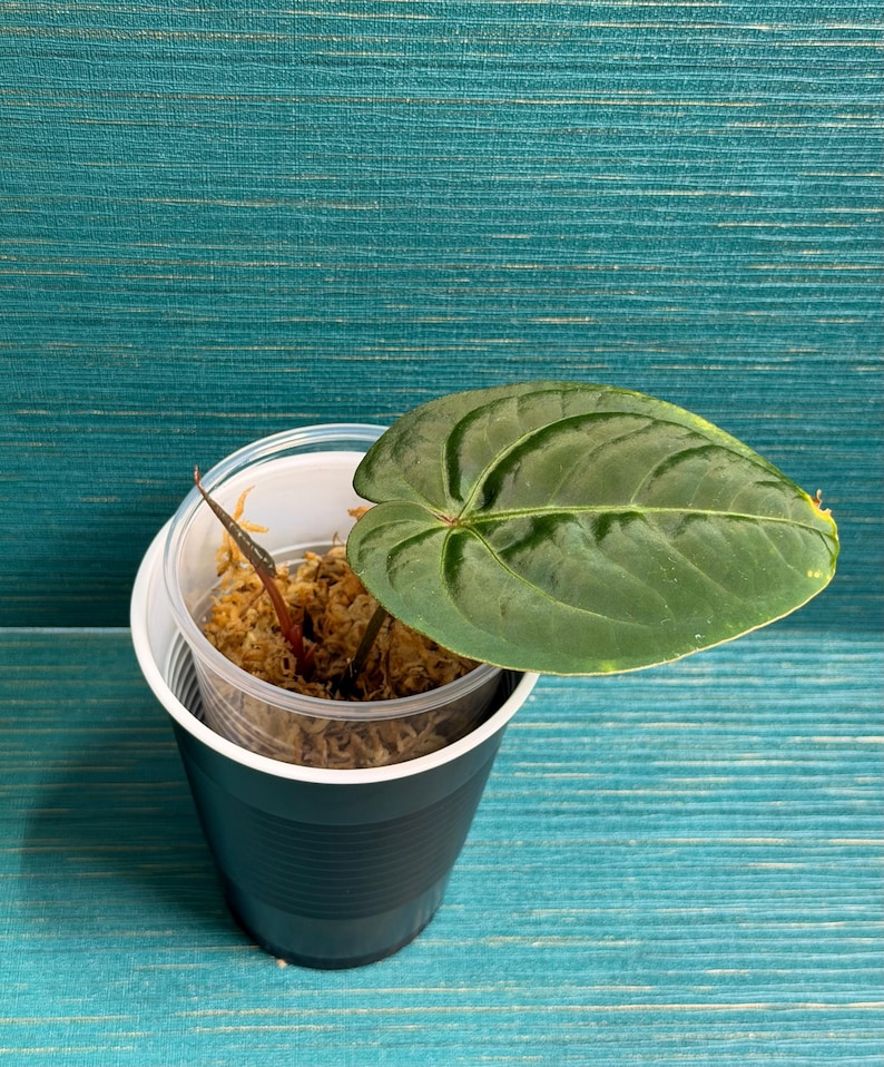 Puede incluir: Una peque&ntilde;a planta en maceta con una hoja grande de color verde oscuro con venas prominentes. La planta est&aacute; en un vaso de pl&aacute;stico transparente dentro de un vaso de pl&aacute;stico negro, lleno de musgo marr&oacute;n. El fondo es una superficie texturizada de color verde azulado.