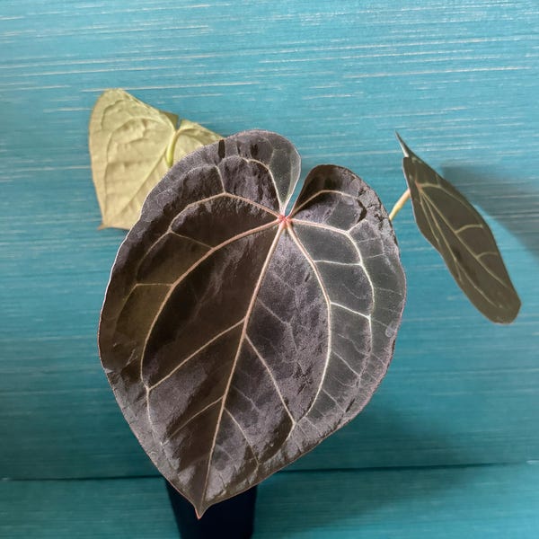 Anthurium violet cristal x cristal rouge grège