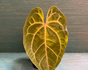 Anthurium AOS DF x Bess x Carla