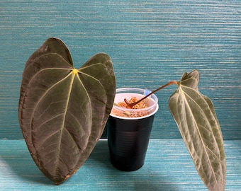 Anthurium Papillilaminum 