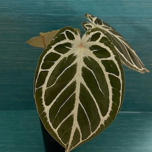 Anthurium Kos Hu - Etsy