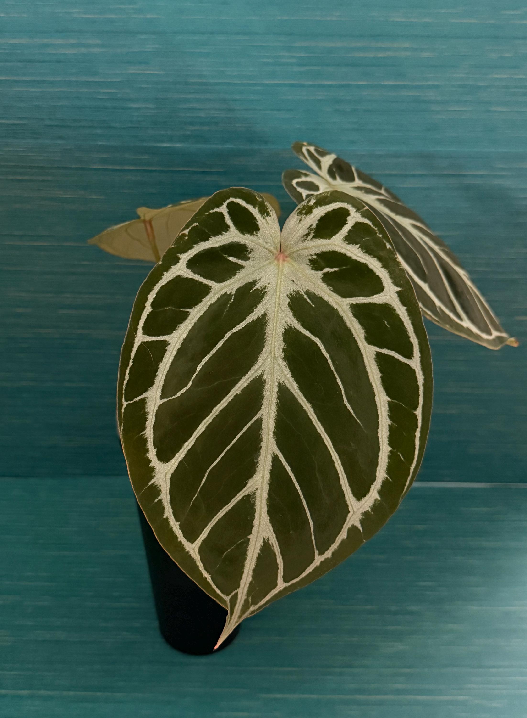 Anthurium Kos Hu - Etsy