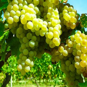 Può includere: Un grande grappolo d'uva verde pallido appeso a una vite con larghe foglie verdi. Gli acini sono rotondi, traslucidi e strettamente raggruppati, mostrando variazioni di colore dal giallo chiaro al verde tenue sotto la luce del sole.