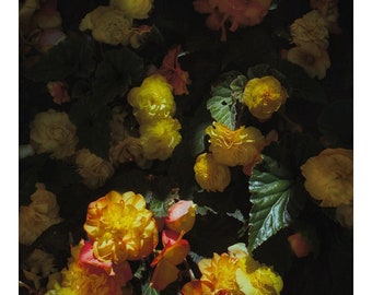 Impression de photographie d'art. Bégonias. Fleurs colorées, tableau classique